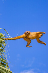 Brazilian Wildlife is very beautiful have many species with colorful variables. Are apes, lizards, mammals, felins, caimans and many others.