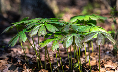 green plant in the garden