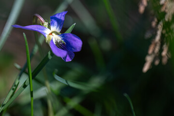 blue iris flower