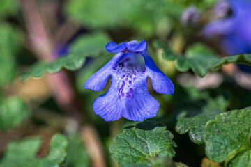 violet flower in the rain