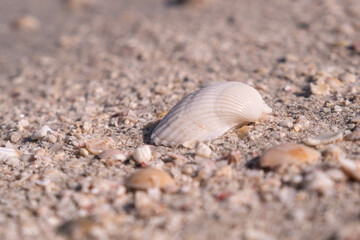 Shell resting on sandy beach surrounded by small pebbles and shells, highlighting natural textures and details in a peaceful coastal setting, emphasizing simplicity and tranquility