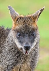 kangaroo in the zoo
