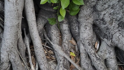 THE ROOT OF A CREEPING TREE FOUND ON THE SIDEWALK
