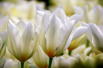 Fototapeta premium white tulips in the garden