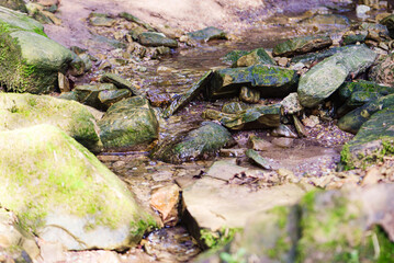 Natural background in the forest, trees, plants and stones