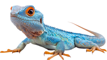 Obraz premium Blue Lizard Portrait: A vibrant blue lizard with striking orange eyes, showcasing intricate scales and a long tail, is captured in a detailed close-up shot.