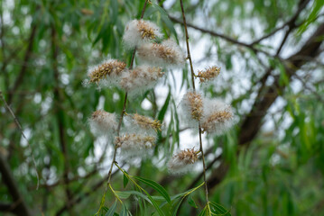 Spring ends and willow finished blossoms. Old fluffy catkins of pussy willow growth on branch with green leaves. Twig goat willow in late spring. Tree-like shrub branch salix caprea or rakita blooms.