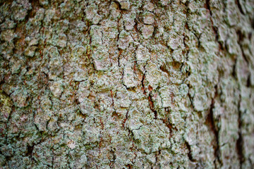 Wood Texture Close-Up, Macro ,Wood Background