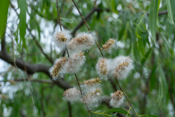 Spring ends and willow finished blossoms. Old fluffy catkins of pussy willow growth on branch with green leaves. Twig goat willow in late spring. Tree-like shrub branch salix caprea or rakita blooms. © IhorStore