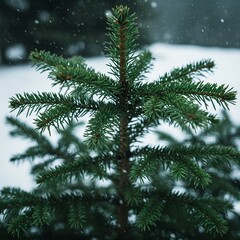 Fir tree - fir tree branches
