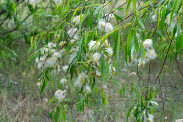 Obraz premium Spring ends and willow finished blossoms. Old fluffy catkins of pussy willow growth on branch with green leaves. Twig goat willow in late spring. Tree-like shrub branch salix caprea or rakita blooms.