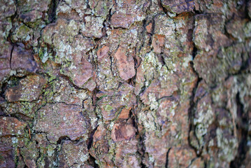 Wood Texture Close-Up, Macro ,Wood Background