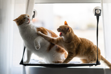 two domestic brown cats fighting on a hammock by the window