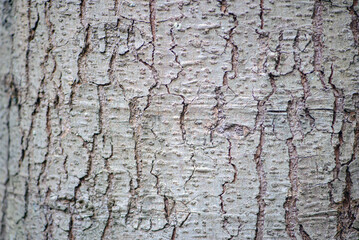 Wood Texture Close-Up, Macro ,Wood Background