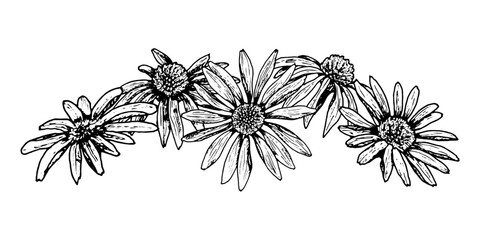 Black and white ink drawing of a floral garland with blooming daisy-like flowers. May depict echinacea, calendula, chamomile or rudbeckia. Ideal for cards, headers, packaging and nature design.
