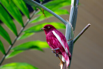 A Pompadour Cotinga at a local zoo