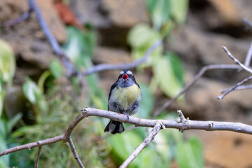Fototapeta premium A Bananaquit at a local zoo