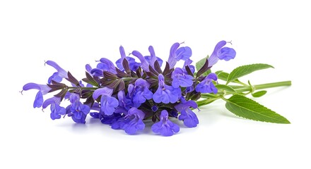 Naklejka premium Sage Bloom AI Generated