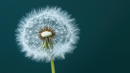 Fototapeta premium A close-up view of a dandelion seed head against a dark teal background.
