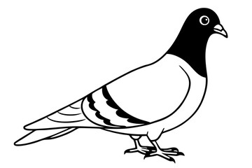 pigeon silhouette line art vector illustration with a white background