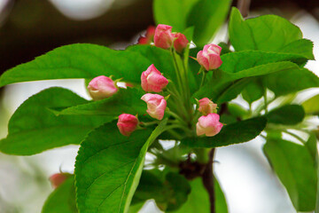 Obraz premium apple tree blossom