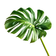 Tropical leaf isolated on transparent background PNG