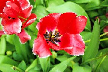 red tulips in garden