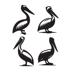 pelican bird on white background