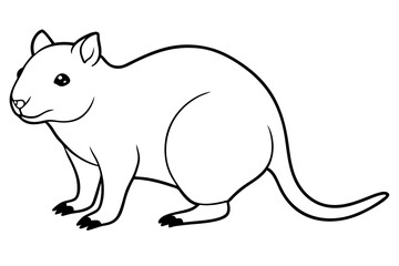 vector illustration of a quokka