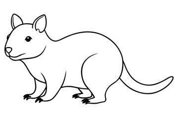 vector illustration of a quokka