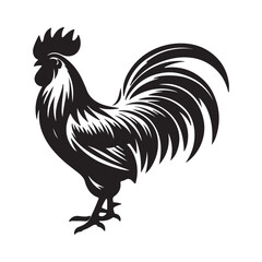 Chicken rooster isolated on white background