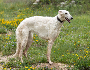 White Russian greyhound wearing a collar standing on a green meadow outdoors