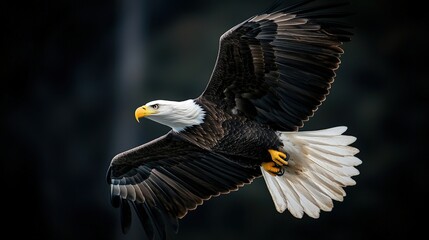 Obraz premium A majestic eagle soars through the sky, showcasing its powerful wings and striking plumage in a stunning display of freedom and grace.