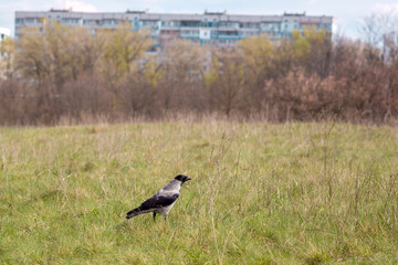 Obraz premium Three crows in a grassy field on a spring day