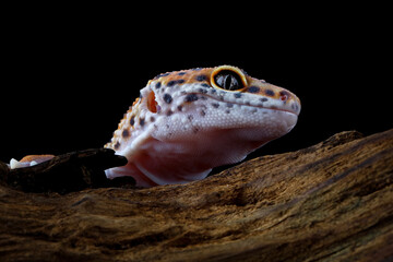 Close-up of a head leopard gecko lizard,  eublepharis macularius