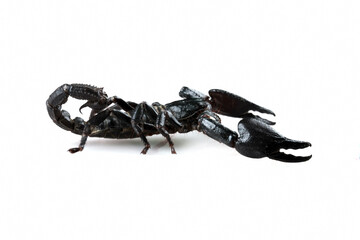 Black scorpion heterometrus spinifer, indonesian forest scorpion isolated on white background