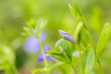 blue flowers in the garden