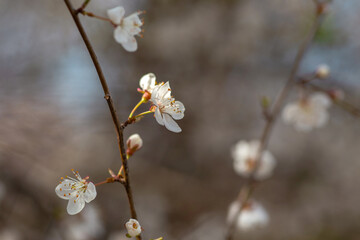 blooming cherry tree