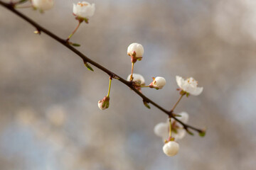 blooming cherry tree