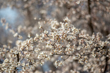 blooming cherry tree
