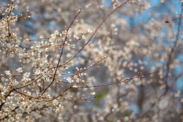 blooming cherry tree