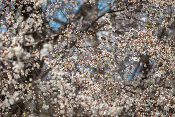 blooming cherry tree