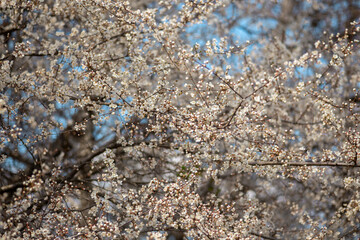 blooming cherry tree