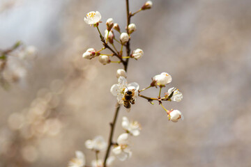 blooming cherry tree