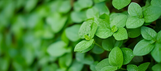 Lush Green Leaves Filling Frame in a Botanical Macro With Natural Background