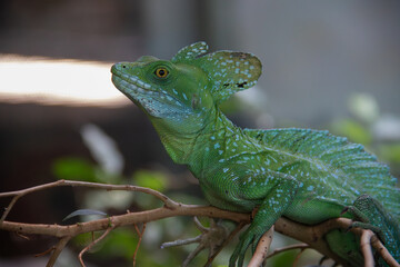 Fototapeta premium A plumed basilisk (Basiliscus plumifrons) at a local zoo