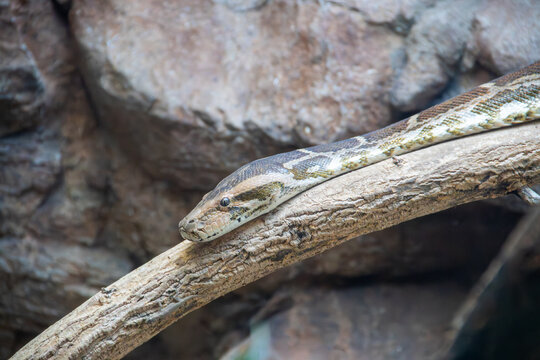 An Indian python at a local zoo