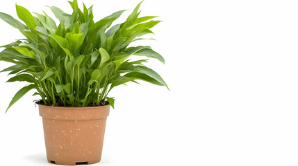 Obraz premium Potted Green Herbaceous Plant with Earthware Pot in Bright Indoor Lighting on White Background