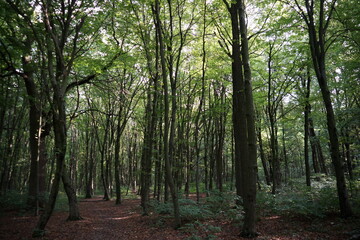 beautiful green forest