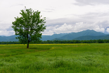 Lonely deciduous tree on a field with spring grass and flowers. Bright colors. Mountain range, blue sky with thick clouds in the background